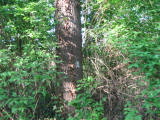 IMG_8236.JPG